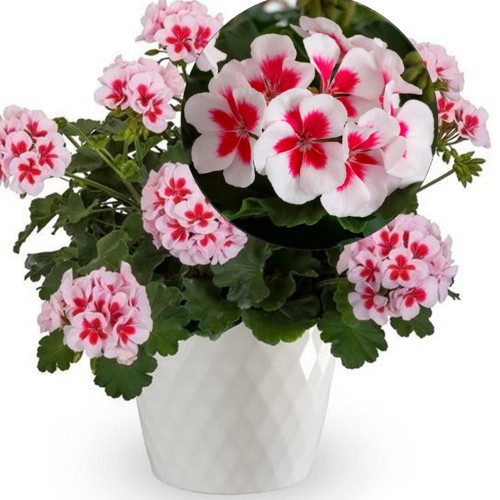 Pelargonium 'Summer Lovers® White Splash' - Pelargoon 'Summer Lovers® White Splash' P9/0,55L